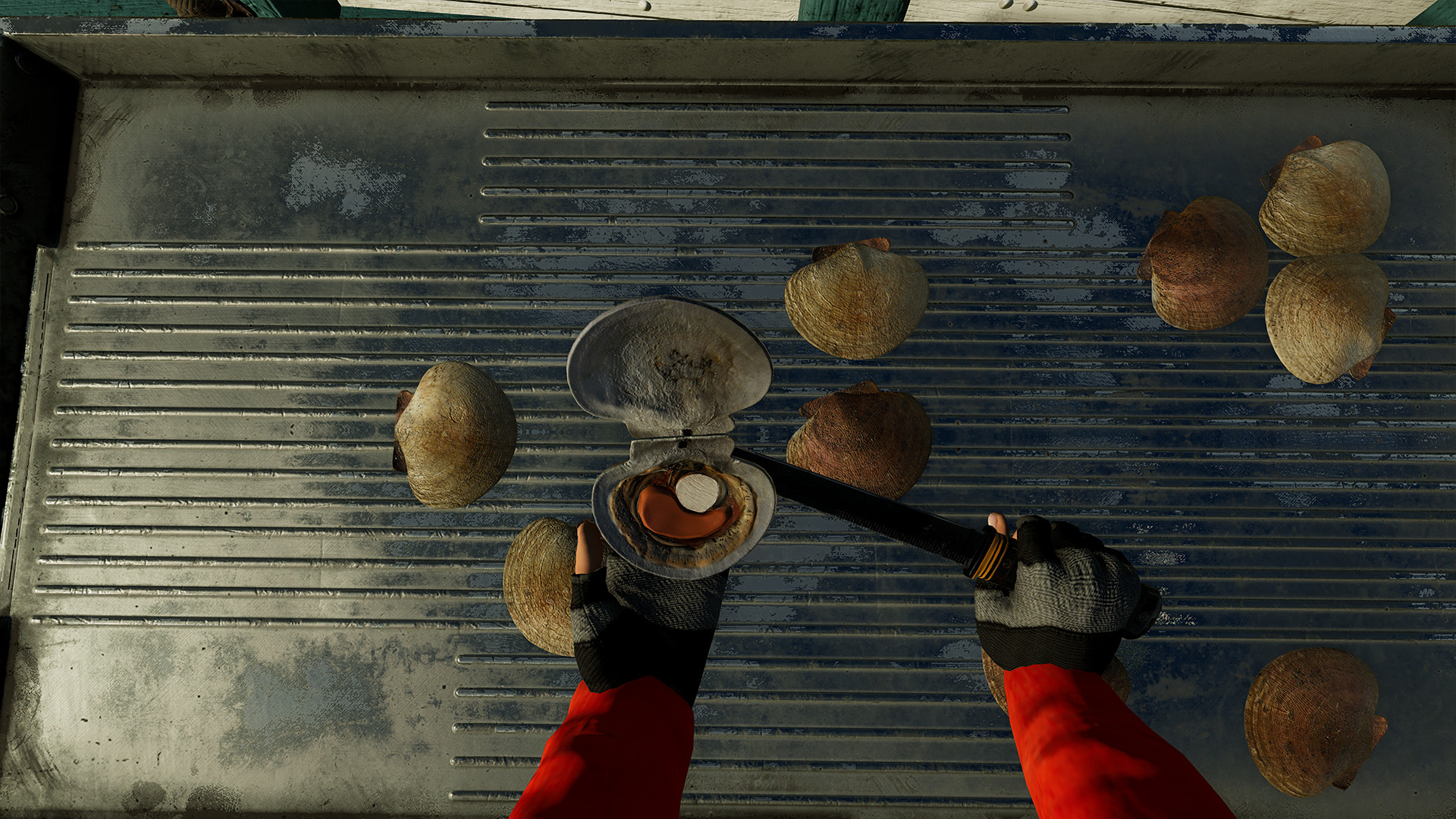 Fishing: North Atlantic - Scallops